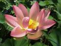 Tavirózsák - Nelumbo nucifera indiai lotos virág